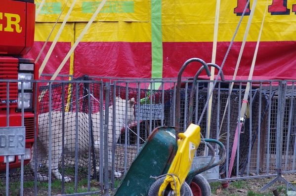 cirque-fauve-attente.jpg
