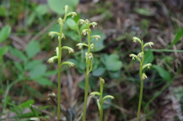 2013-16 Corallorhiza trifida