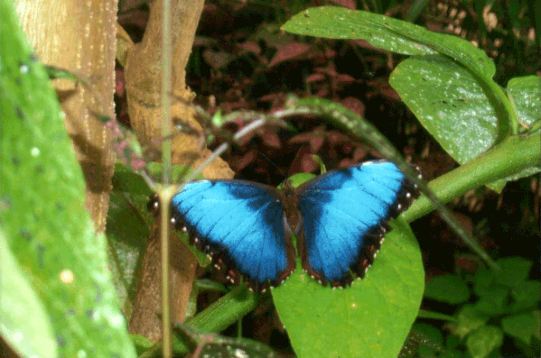 papillon-2