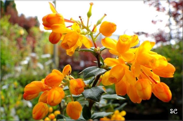 fleurs jaunes,34