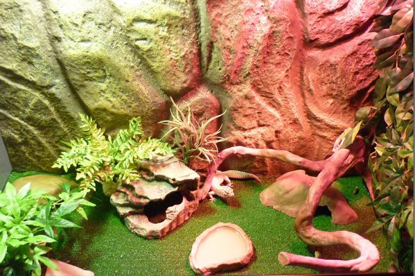 terrarium gecko