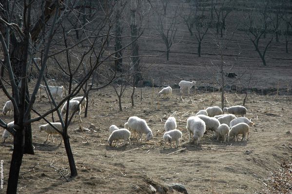 Haizi-Changping - Janvier 2011 057 copy