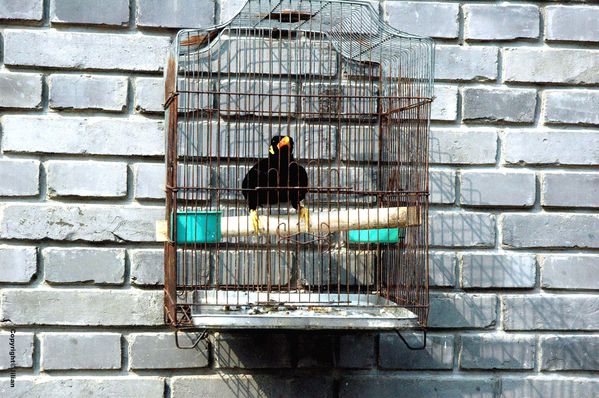 Xiaoxiangfeng hutong - Avril 2011 213 copy