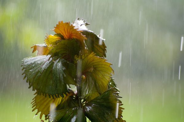 jardin sous la pluie (13)