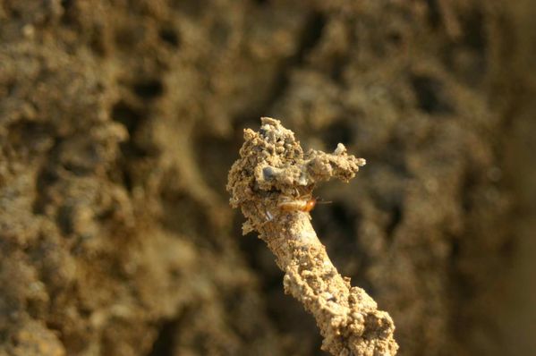 289-Un-termite-jpg