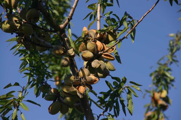 041-et-ses-amandes-jpg