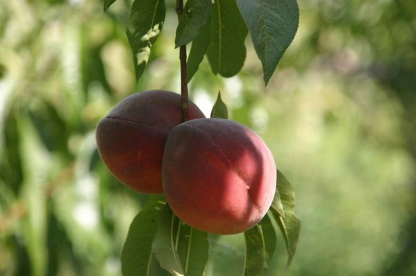 069-Peches-jpg