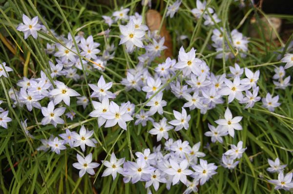 Fleurs-bleues-jpg