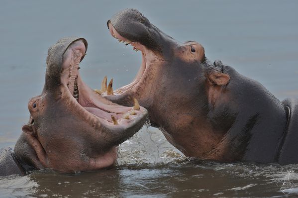 957l-hippopotame-hippopotamus-amphibius.jpg
