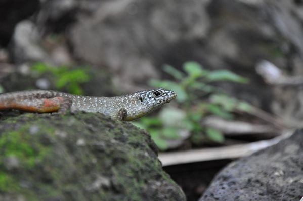 2010-01-15 scinque
