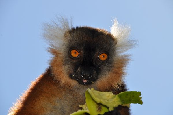 Eulemur macaco (13)