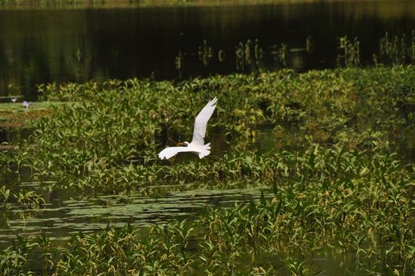 2010-02-25 grande aigrette (5)