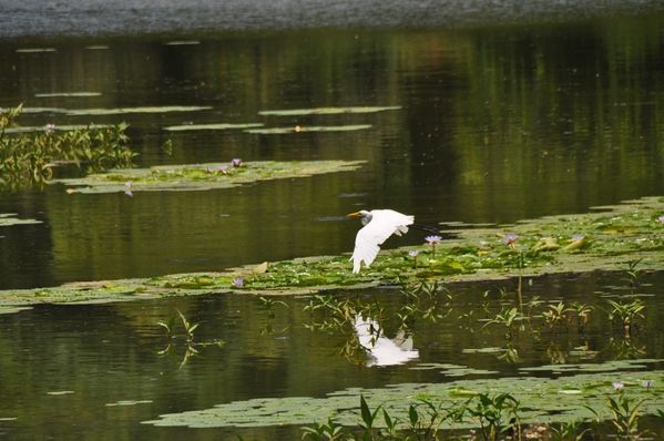 2010-02-25 grande aigrette (6)