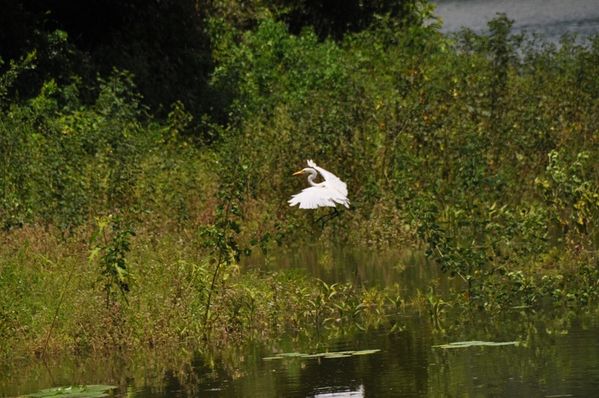 2010-02-25 grande aigrette (8)