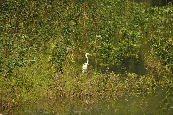 2010-02-25 grande aigrette (9)