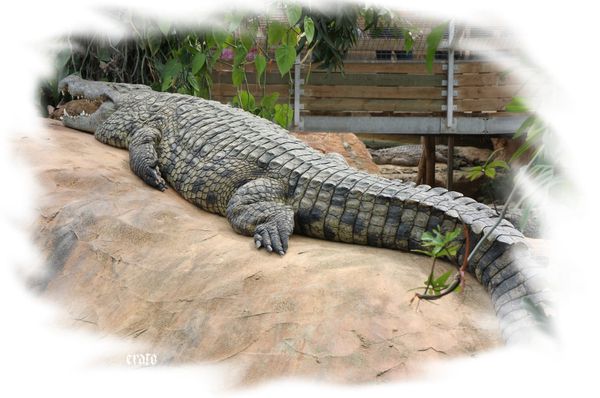 11-mai-2011---La-ferme-aux-crocodiles---suite--020-a.jpg