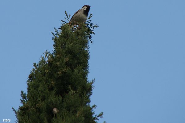 20mai2011-athena-oiseau-012-a.jpg