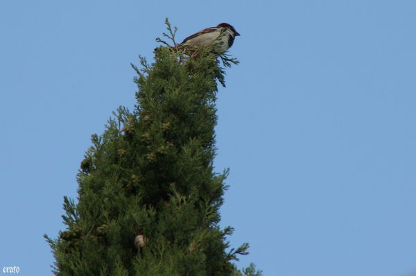 20mai2011-athena-oiseau-018-a.jpg