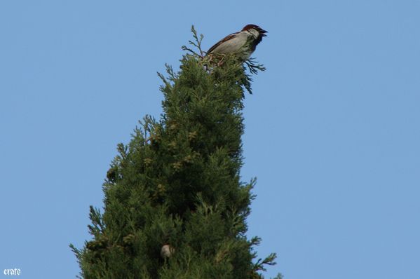 20mai2011-athena-oiseau-020-a.jpg
