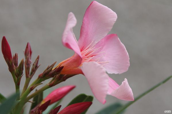 30mai2011-fete-des-meres-hortensia-laurier-oisea-copie-3.jpg