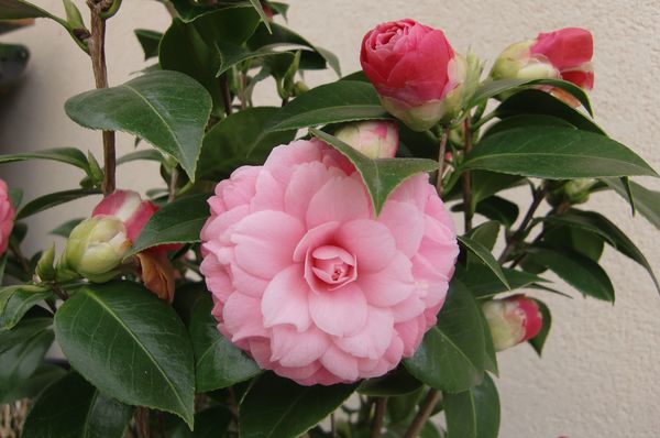 Camelia 3