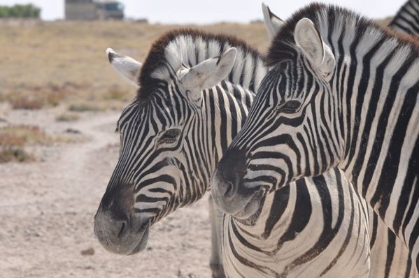 Namibie-zebres-de-plaine-Equus-burcheli--461.JPG