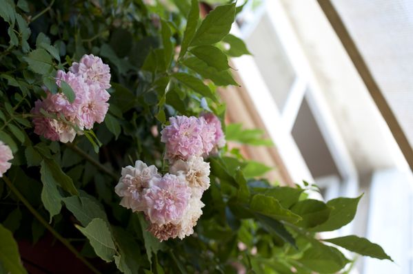 20130721 DSC0044