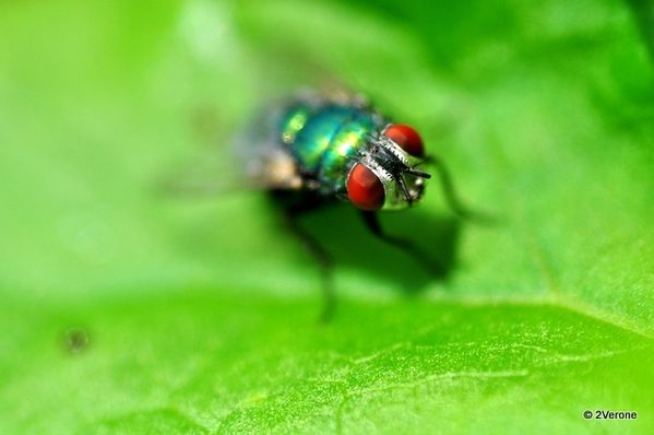 DIVERS-BESTIOLES 0107