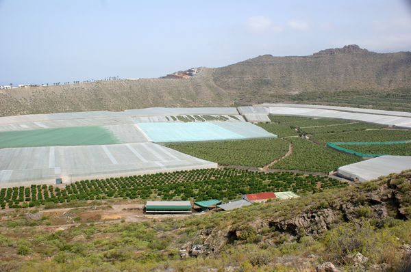 caldera del Rey - Tenerife horses