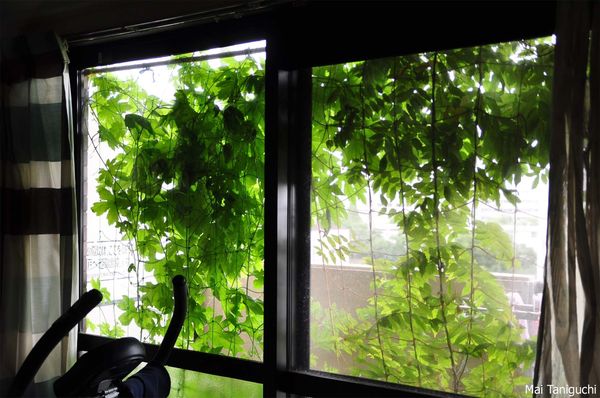 plants 3440mini