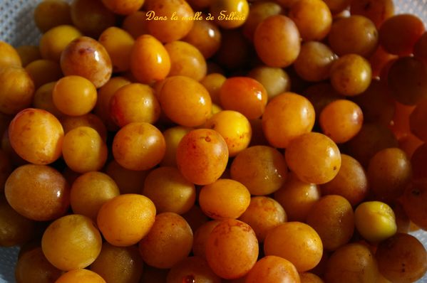 Lovely Quand Ramasser La Rhubarbe #4: Confiture-mirabelle-1.jpg Lovely Quand Ramasser La Rhubarbe #4: Confiture-mirabelle-1.jpg