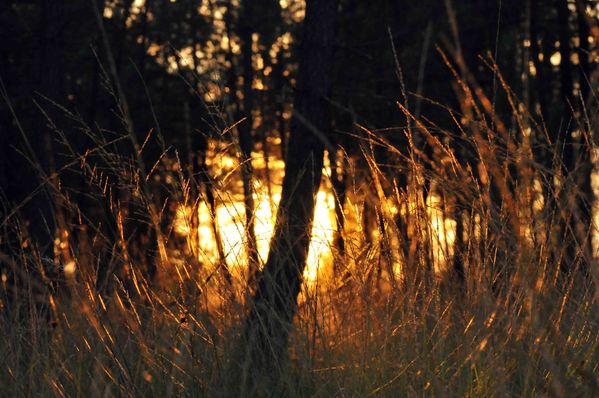 Soleil Couchant 5565