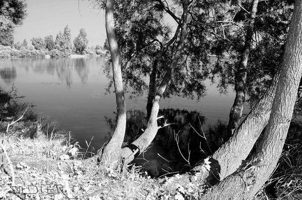 MARAIS DE SAINT-GOND ( Didier Simonnet ) 06