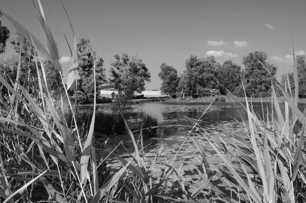 MARAIS DE SAINT-GOND ( Didier Simonnet ) 12