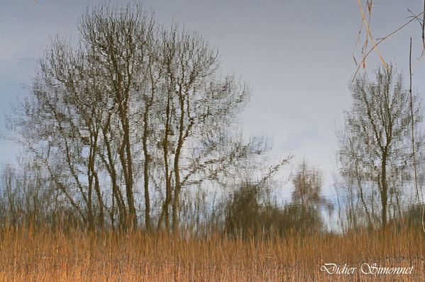 Marais de Saint-Gond à Reuves-----