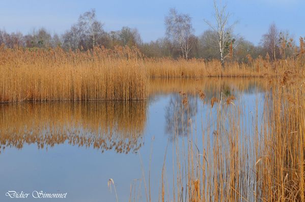 Marais de Saint-Gond à Reuves--