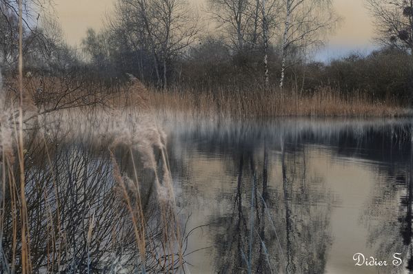 Marais de St Gond à REUVES-----