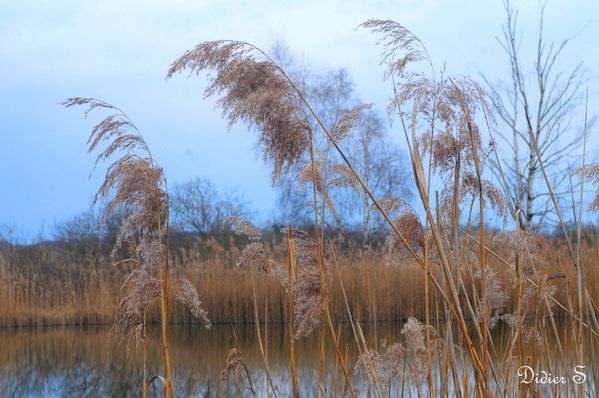 Marais de St Gond à REUVES-