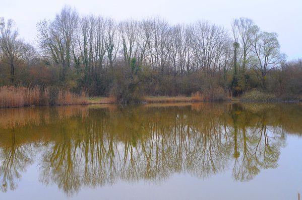 Marais de St Gond à REUVES