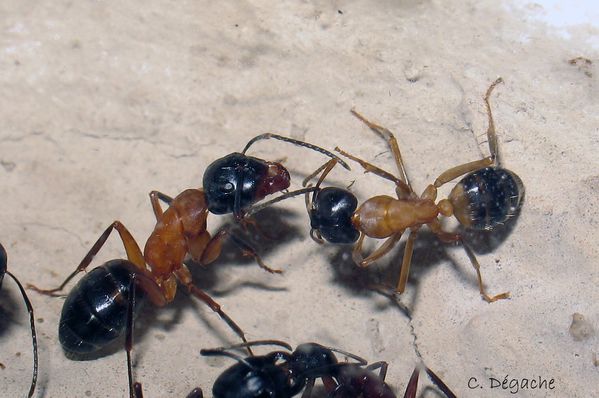 Camponotus ligniperdus jeune imago