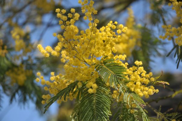 Mimosa