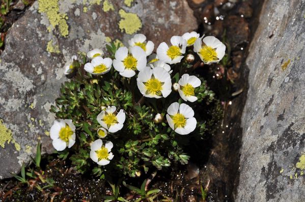 16 Ranonculus glacialis 0007 Lac de Savine%[redim]