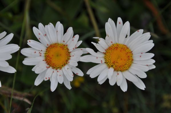 Marguerite 0001 Semnoz 74 redimensionner