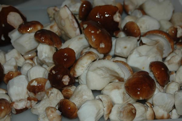 Champignons-et-divers 6730