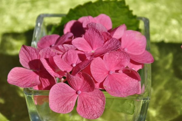 hortensias-au-jardin 0094