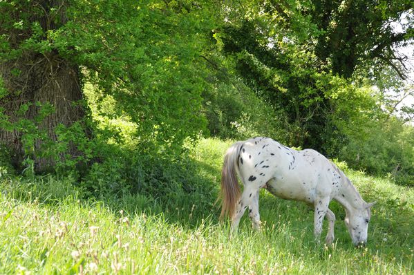 troupeau-2010-2011 0025