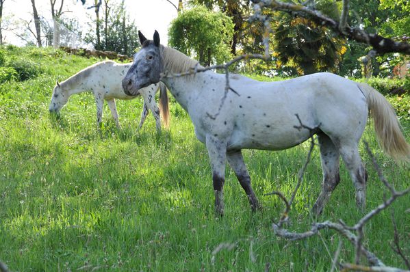 troupeau-2010-2011 0030