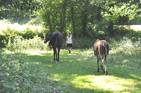 troupeau-ete-2011 0026