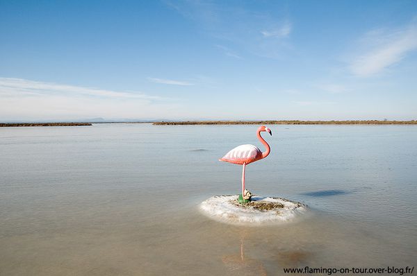 Flamingo-etang-gele-2.jpg