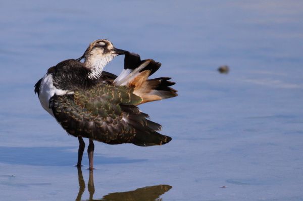 OISEAUX-9385---Copie.JPG